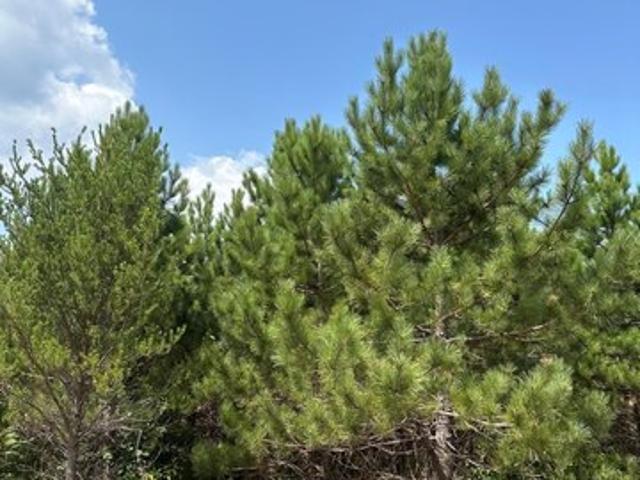 Land for sale in Tomahawk, Wisconsin