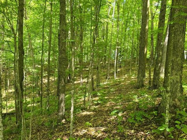 Land for sale in Antigo, Wisconsin