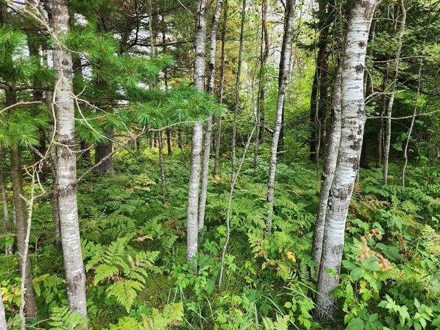 Land for sale in Tomahawk, Wisconsin