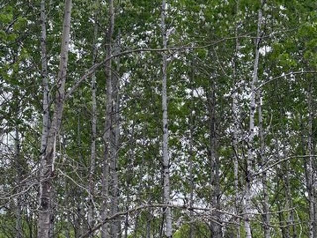 Land for sale in Tomahawk, Wisconsin
