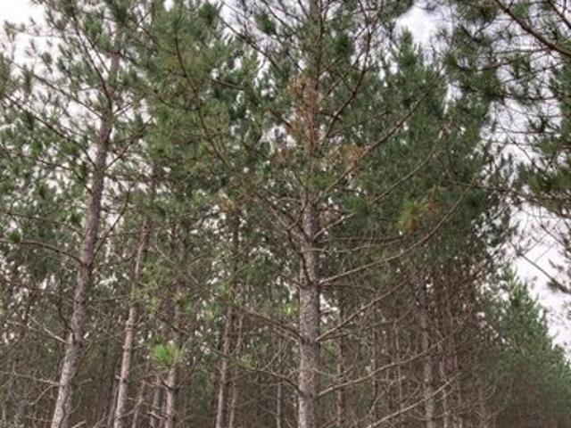 Land for sale in Tomahawk, Wisconsin