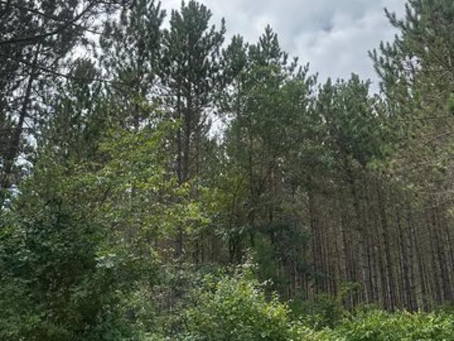 Land for sale in Tomahawk, Wisconsin