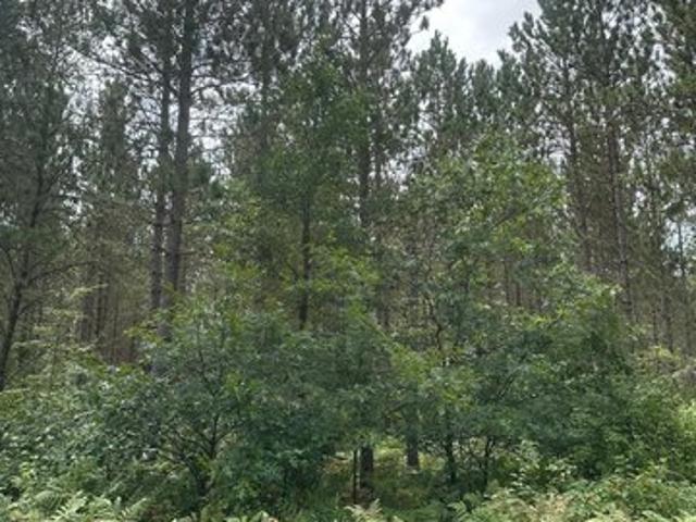 Land for sale in Tomahawk, Wisconsin