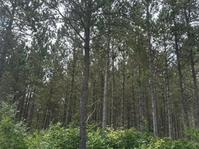 Land for sale in Tomahawk, Wisconsin