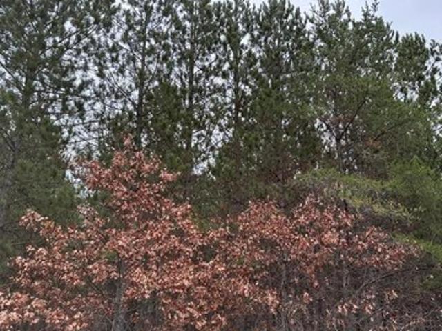 Land for sale in Tomahawk, Wisconsin