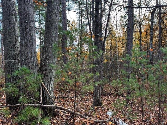 Land for sale in Vilas, Wisconsin