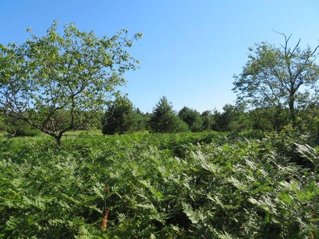 Land for sale in Rhinelander, Wisconsin