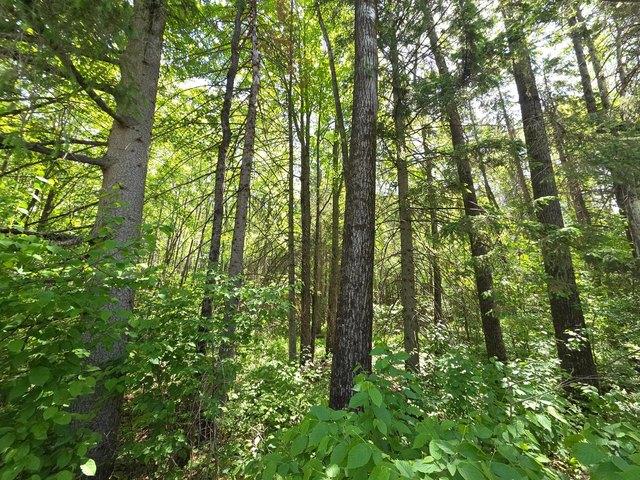 Land for sale in Phillips, Wisconsin