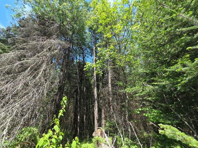 Land for sale in Phillips, Wisconsin