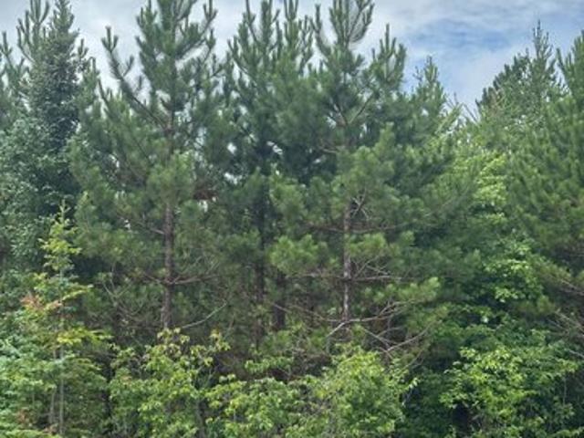 Land for sale in Rhinelander, Wisconsin