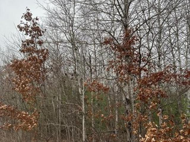Land for sale in Tomahawk, Wisconsin