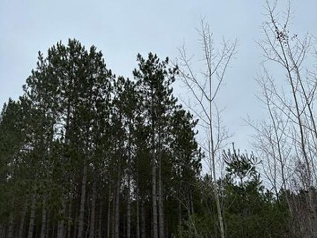 Land for sale in Tomahawk, Wisconsin