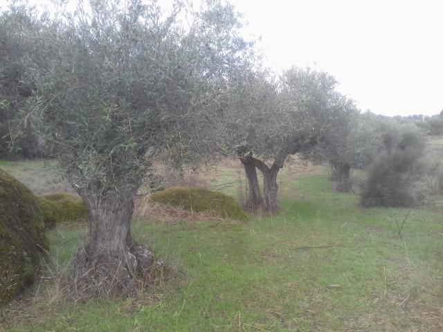 Terreno en venta en Arroyo de la Luz
