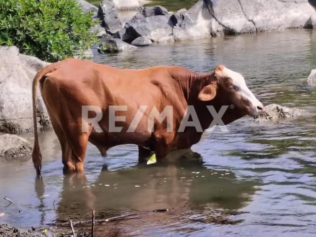 Terreno en venta en Santo Domingo Zanatepec, Oaxaca