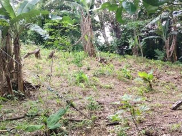 Oportunidad de inversión: tierra fértil con clima ideal en hornito, chiriquí/investment opportunity: fertile land with ideal climate in hornito, chiri