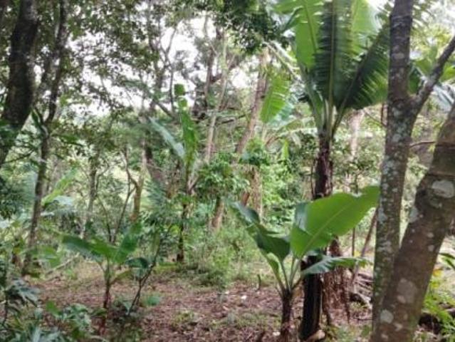 Oportunidad de inversión: tierra fértil con clima ideal en hornito, chiriquí/investment opportunity: fertile land with ideal climate in hornito, chiri