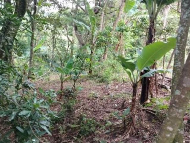 Oportunidad de inversión: tierra fértil con clima ideal en hornito, chiriquí/investment opportunity: fertile land with ideal climate in hornito, chiri