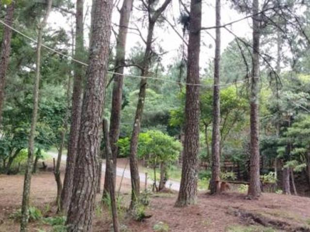 Oportunidad de inversión: tierra fértil con clima ideal en hornito, chiriquí/investment opportunity: fertile land with ideal climate in hornito, chiri