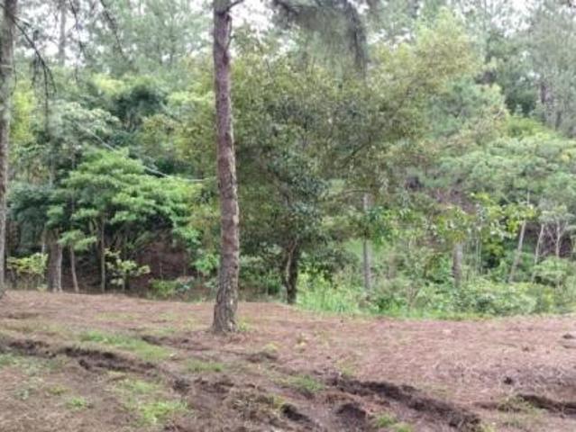 Oportunidad de inversión: tierra fértil con clima ideal en hornito, chiriquí/investment opportunity: fertile land with ideal climate in hornito, chiri