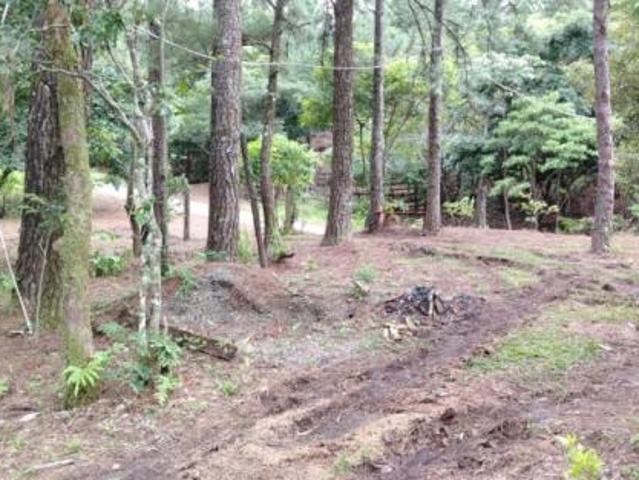 Oportunidad de inversión: tierra fértil con clima ideal en hornito, chiriquí/investment opportunity: fertile land with ideal climate in hornito, chiri