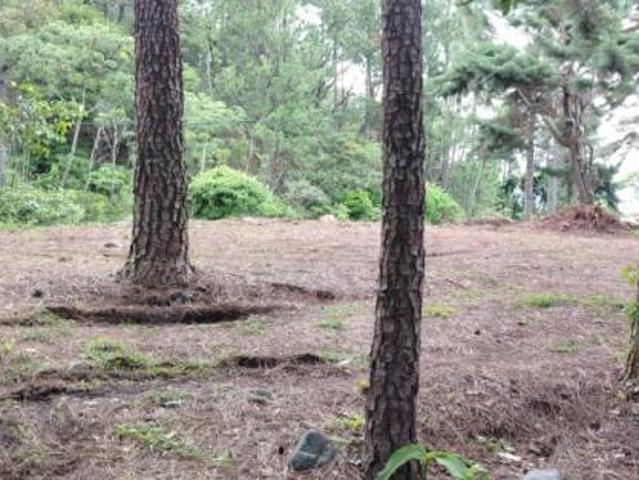 Oportunidad de inversión: tierra fértil con clima ideal en hornito, chiriquí/investment opportunity: fertile land with ideal climate in hornito, chiri