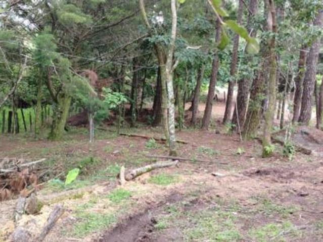 Oportunidad de inversión: tierra fértil con clima ideal en hornito, chiriquí/investment opportunity: fertile land with ideal climate in hornito, chiri