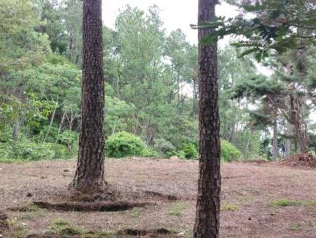 Oportunidad de inversión: tierra fértil con clima ideal en hornito, chiriquí/investment opportunity: fertile land with ideal climate in hornito, chiri