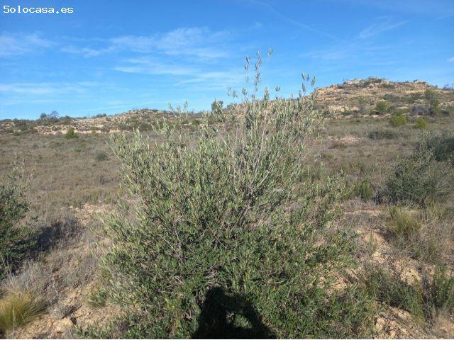 Local Comercial en venta en la Ventonella, Ribera d'Ebre