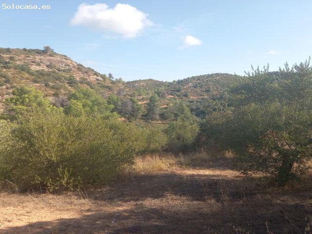 Local Comercial en venta en Ribera d'Ebre, Catalunya