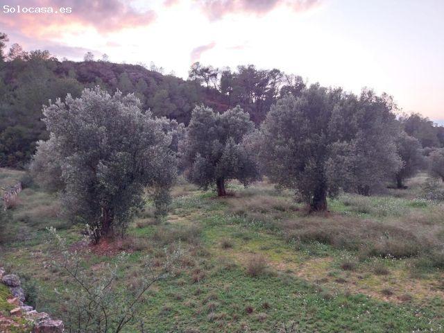 Local Comercial en venta en Ribera d'Ebre, Catalunya