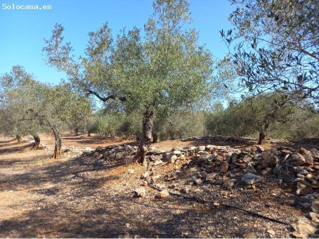 Local Comercial en venta en Ribera d'Ebre, Catalunya