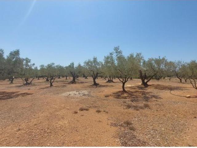 Local Comercial en venta en Baix Ebre, Catalunya