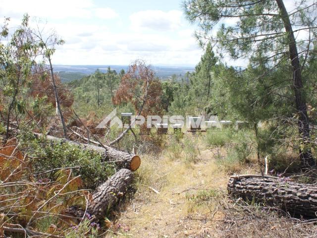 Terreno venda em Castelo Branco