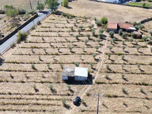 Terreno venda em Castelo Branco