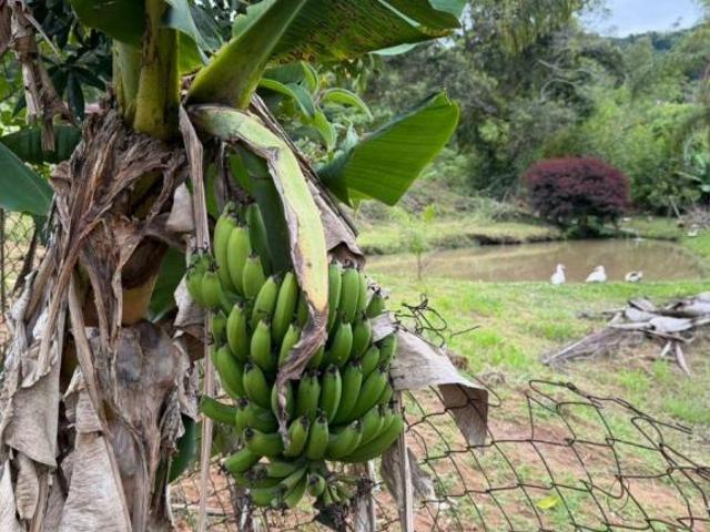 Sítio e chácara venda em Região Geográfica Imediata de Pouso Alegre, Bueno Brandão
