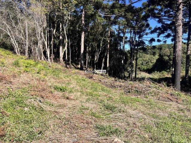 Sítio e chácara venda em Região Geográfica Imediata de Taquara - Parobé - Igrejinha, Três Coroas