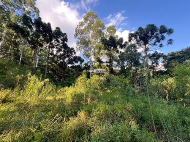 Sítio e chácara venda em Região Geográfica Imediata de Caxias do Sul, São Francisco de Paula