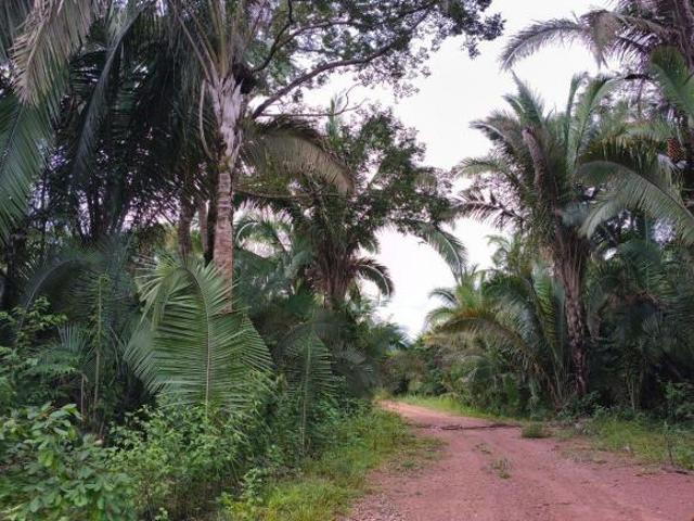 Sítio e chácara venda em Região Geográfica Imediata de Uruaçu - Niquelândia, Colinas do Sul