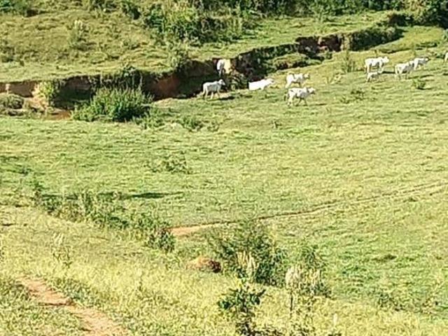 Sítio e chácara venda em Região Imediata de Amparo, Lindóia