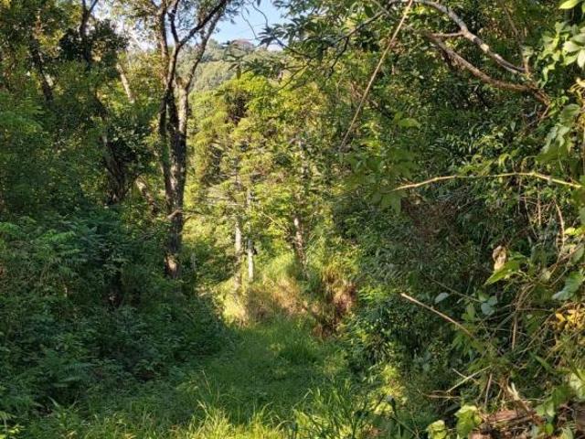 Sítio e chácara venda em Região Geográfica Imediata de Taquara - Parobé - Igrejinha, Três Coroas