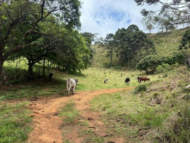 Sítio e chácara venda em Joanópolis, Região Geográfica Intermediária de Campinas