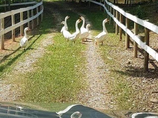 Sítio e chácara venda em Região Imediata de São José dos Campos, Região Metropolitana do Vale do Paraíba e Litoral Norte