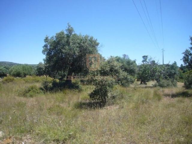 Terreno venda em Torres Novas, Santarém