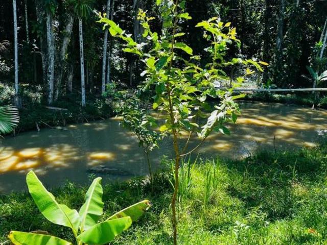 Sítio e chácara venda em Região Geográfica Imediata de Paranaguá, Morretes