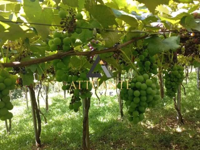 Fazenda venda em Região Geográfica Imediata de Caxias do Sul, Caxias do Sul