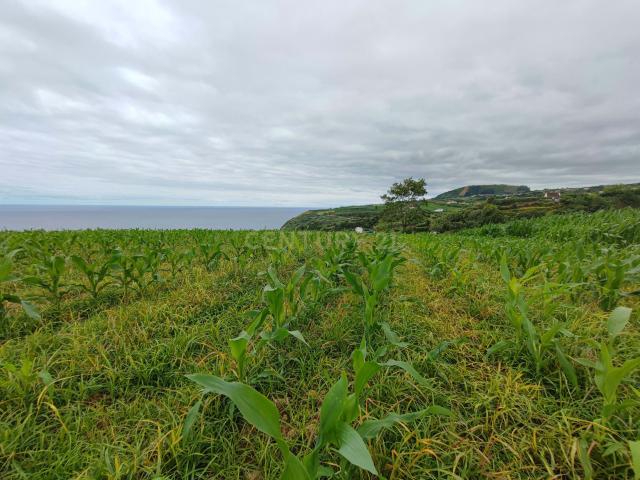 Terreno venda em Açores, Ribeira Grande