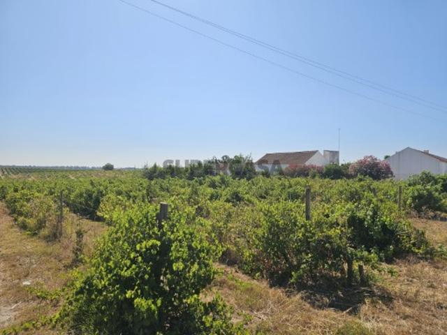 Terreno venda em Palmela, Setúbal
