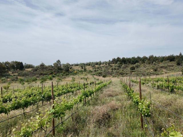 Quinta venda em Castelo Branco