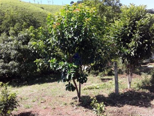 Sítio e chácara venda em Região Imediata de Taubaté-Pindamonhangaba, Região Metropolitana do Vale do Paraíba e Litoral Norte