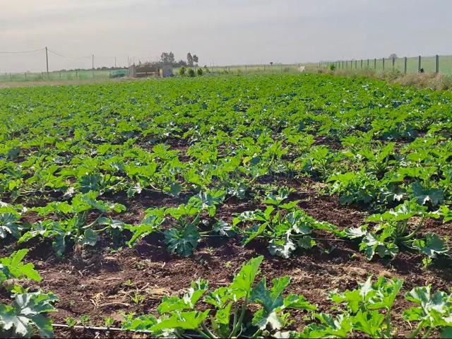 Ferme vente à Slimane, Gharb-Chrarda-Beni Hssen